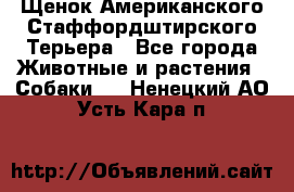 Щенок Американского Стаффордштирского Терьера - Все города Животные и растения » Собаки   . Ненецкий АО,Усть-Кара п.